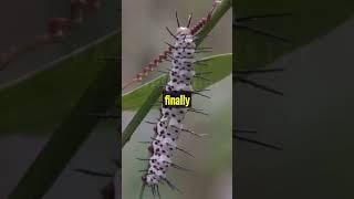 The Zebra Longwing Butterfly 