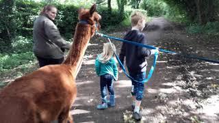 Walking with alpacas (part 2) at Woodlands Alpaca Farm Lymm Cheshire, Sept 2020.  Great for kids!