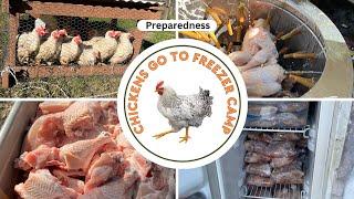 Chickens Go to Freezer Camp