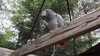 Bean The Grey's FIRST TIME in a BIG Aviary...