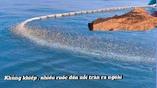 Khủng khiếp Đánh một phát  4 tấn , ruốc tràng ra ngoài đỏ nước | Vietnamese fishermen catch seafood