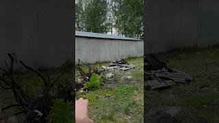 Очищаем территорию будущего офиса  #несовхоз #колхоз #фермер