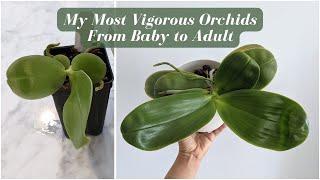 My Fastest Growing & Most Vigorous Orchids |  From Seedling to Adult Blooming - 4 Years of Growth