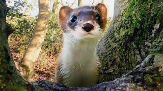 Stoat Adventures in Ash Wood | Discover Wildlife | Robert E Fuller