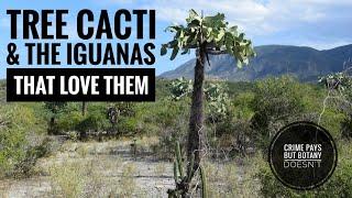 Tree Cacti and the Iguanas That Love Them