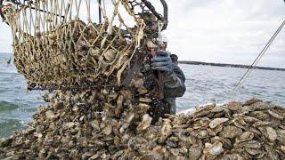 Harvested 16.9 tons of oysters - Farmers earn millions of dollars from raising oysters | Leo Farm