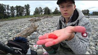 Разведка лососевых мест. Рыбалка на красную икру. Fishing in Vedder river. Chilliwack.