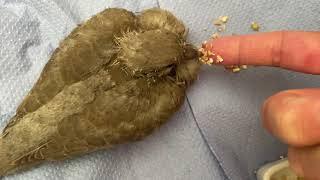 Baby Dove Chick Rescue Brought up & Release WARNING! Sad ending 8(