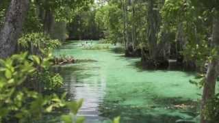 Visit Crystal River, Homosassa, Floral City and Inverness - Citrus County, Florida