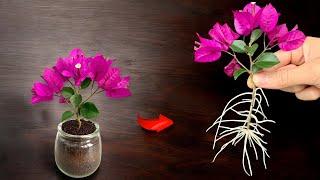 Just Coffee! Bougainvillea Branch Suddenly Grows 1001 Roots in Just 1 Night