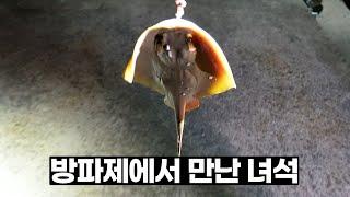 방파제에서 특이한 녀석을 잡아서 먹어보자 [박과장TV]