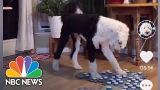 Pet Owners Are Teaching Their Animals To 'Talk' Through Technology | NBC News NOW