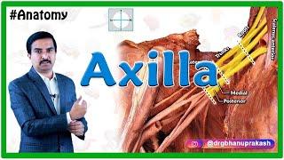 Anatomy of the Axilla by Cadaveric HD images : Dr G Bhanu Prakash