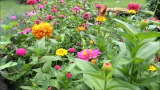 Plant a cutting garden of Zinnias for next year!