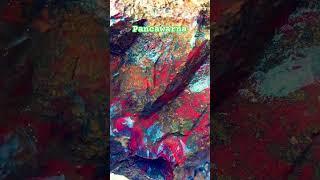  #akik #giok #opal #ruby #crystals #fossil #calcedony #