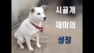 시골개 재미의 빠른 성장