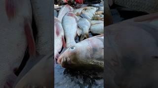 FISH MARKET IN NEPAL#shorts#nambindb #fishmarket full video link