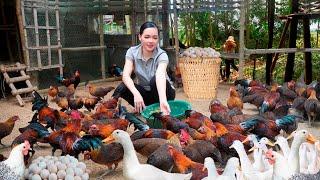 Collecting Organic Eggs to Sell. Clean Up to Create a New Garden. Amy Forest life