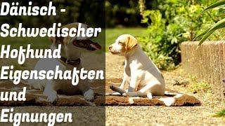 So ist der Dänisch-Schwedische Hofhund Danish-Swedish_Farmdog Eigenschaften dieser Hunderasse