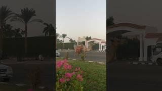 Доброе утро,мир مصر Egypt