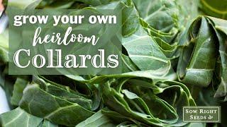 Sow Right Seeds | Collards