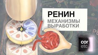 Ренин: механизмы выработки.