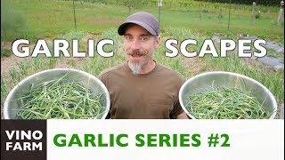 Garlic Scape Pesto - How to Grow Garlic - Part 2