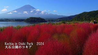 The Kochia at Oishi Park in Kawaguchiko are now in full bloom!