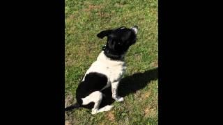 Dog Training- Off Leash Recall Myrtle Beach South Carolina