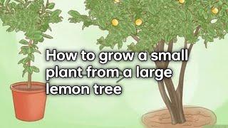 How to grow a small plant from a large lemon tree #lemon #planting #gardening