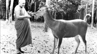 AJAHN CHAH - OUR REAL HOME