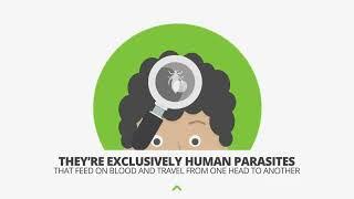 Explainer video about Head Lice