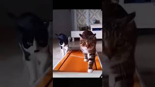 런닝머신하는 친구 지켜보던 고양이가 한 행동??! #shorts