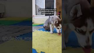 #paralysed #husky walks again 