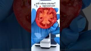 Tomato  को micro scope से #science #shorts #trending #viralvideo #viralshorts #shoes