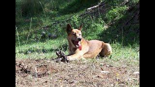 Wild dogs of the Scenic Rim - "Dogs at the Back Door"