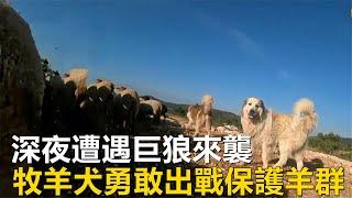 牧羊犬對抗狼群，深夜遭遇巨狼來襲，牧羊犬勇敢出戰，成功保護羊群#野生動物 #野狼#牧羊犬#羊群#wildlife #wildwolf#sheepdog#sheep