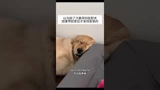 竟然是装的？！ 我的萌宠萌宠出道计划治愈精神抚慰犬狗狗@DOU+小助手