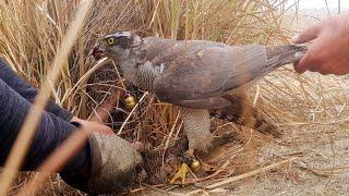 Eagle Hunt Big Brown Partridge 2022 | Partridge Hunting video | Fateh Jang Tv