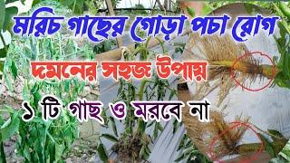 মরিচ গাছের গোড়া পচা রোগের প্রতিকার। লঙ্কা গাছের গোড়া পচা রোগের সমাধান। মরিচ গাছ মারা যাওয়ার কারণ