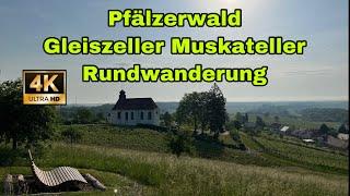 Pfälzerwald | Gleiszeller Muskateller Wanderweg mit Panorama Blick