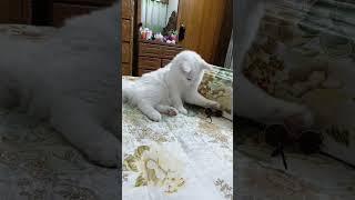 Cute Cat Videos | Cat Queen Elisha - 3 | #cat #cutecat