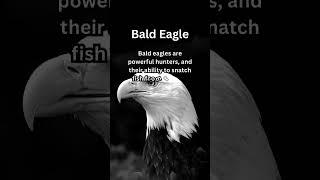 FACTS to KNOW about BALD EAGLE: Nature Unleashed!!! #shorts #facts