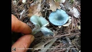 Clitocybe odora. Champimaginatis. English Text.