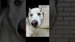 Drop yours in the comments, I can’t be the only one  #siberianhusky #funnydog