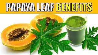 10 Incredible Health Benefits of Papaya Leaves YOU NEED TO KNOW