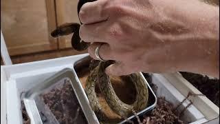 Reach Out Reptiles Unboxing!