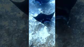 OMG! They're HUGE!  Manta Ray Encounter #shorts