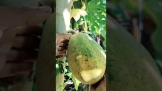 papaya picking#shorts||md intelligence