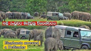 #elephants #attack #wildlife  elephants arrested a defender